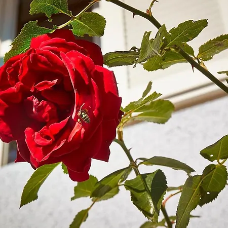 Kaffeesatz Prázdninový dům Schönau am Königssee